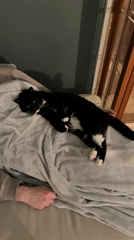 Person pets sleeping cat at home in Suffolk