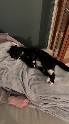 Person pets sleeping cat at home in Suffolk