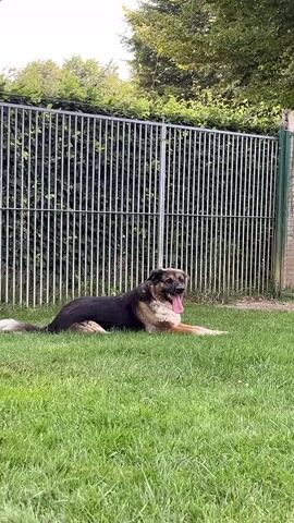 A medium-sized dog with black, brown, and tan fur lies on a grassy lawn. The dog is lying on its side with its tongue hanging out and appears to be panting. Behind the dog is a metal fence, and beyond that are trees and foliage. The overall scene suggests the dog is in an outdoor enclosure, possibly a dog park or kennel. The lighting indicates it is daytime.