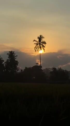 A vertical shot shows a silhouette of a tall palm tree against a sunrise sky. The sun is peeking through the fronds of the palm tree, casting a warm glow. In the foreground, the dark silhouettes of other trees and a field of crops can be seen. The sky is a gradient of orange and yellow, with some soft clouds. The scene appears to be a rural landscape at dawn.
