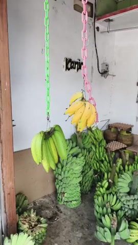 A person's hand is shown reaching for a bunch of yellow bananas that are hanging from a pink chain. In the background, there are bunches of green bananas.