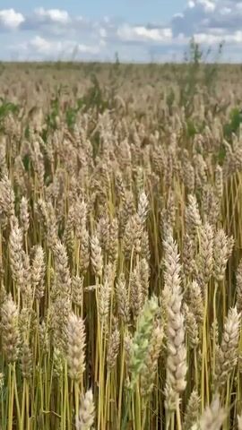 The video shows a close-up, eye-level view of a wheat field. The wheat stalks are tall and golden, with some showing green tips. The field extends into the distance, where the wheat appears lighter in color. The sky above is blue with scattered white clouds. There are a few small green bushes visible in the background. The camera is static, and the only movement is the subtle sway of the wheat stalks in the wind.