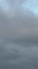 Bird filmed flying against cloudy sky in M'Diq, Morocco