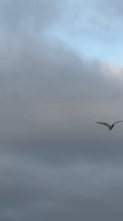 Bird filmed flying against cloudy sky in M'Diq, Morocco