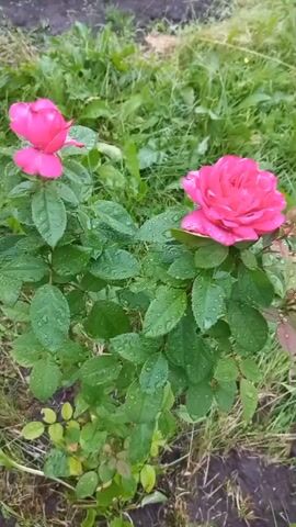 The video shows two pink roses with green leaves. The leaves have water droplets on them. The roses are in a garden setting with green grass and some dirt visible. The camera is moving slightly, panning across the roses.