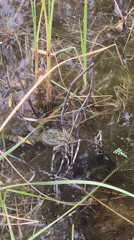 Frog spotted in Çekmeköy pond, pedestrian filmed nearby