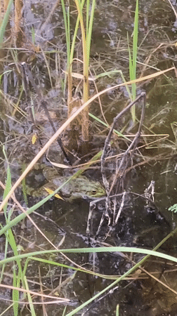 Frog spotted in Çekmeköy pond, pedestrian filmed nearby
