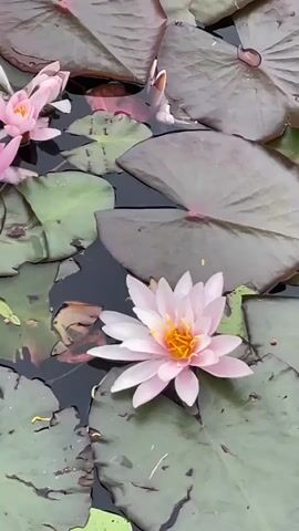 The video captures a serene natural scene of a pond filled with water lilies and their large, green pads. The camera pans across the water, revealing several pink and white water lily blossoms with bright yellow centers. Some lily pads are a deep burgundy, while others are a vibrant green. Small yellow flowers are also scattered amongst the lily pads, adding touches of color to the dark water. The pond is surrounded by lush green foliage, including reeds and trees, suggesting a natural, perhaps wild, setting. The water is calm, reflecting the surrounding greenery. The lighting appears to be natural daylight, with soft shadows suggesting it could be morning or late afternoon. There are no people or animals visible in the footage. The overall impression is one of tranquility and natural beauty. The context provided indicates the location is Sosnoviy Bor, Russia. There is no visible text in the video.