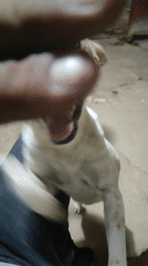 Person plays with spotted dog in Tinaquillo home
