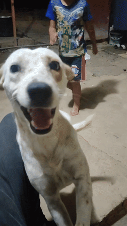 Person plays with spotted dog in Tinaquillo home