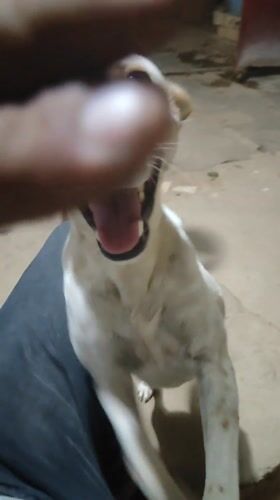 Person plays with spotted dog in Tinaquillo home