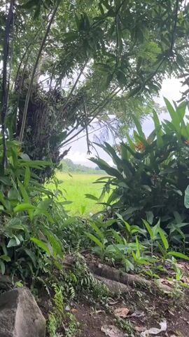 The video shows a view through foliage of a vibrant green field under a cloudy sky. The foreground is dominated by lush green plants and trees, with bamboo stalks visible on the left. The field appears to be a cultivated area, possibly a rice paddy, with some taller structures or trees in the distance. The overall impression is one of natural beauty and tranquility.
