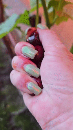 Domestic life documented in Nova Kakhovka during June afternoon