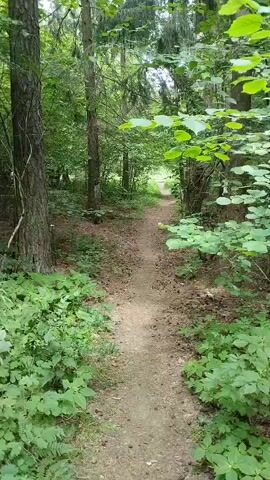 The video shows a walking path through a dense forest in Belarus. The path is narrow and unpaved, with trees and lush green undergrowth on either side. Sunlight filters through the canopy, creating dappled light on the path. The scene evokes a sense of peacefulness and immersion in nature. The video appears to be filmed during the daytime, with no indication of specific weather conditions beyond the presence of foliage. There is no visible text within the video.