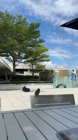 A bird is perched on a metal chair in an outdoor area. Behind the bird is a large chessboard with chess pieces set up. In the background, there are trees, a building, and a wall with graffiti. The sky is blue with some clouds. The overall scene appears to be a sunny day in an urban setting.