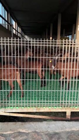 The video shows a pen filled with dozens of brown goats inside a large, possibly commercial, building. The goats are various shades of brown, with some having black and white markings on their faces. Many of them have horns. The pen is made of metal bars and has a green plastic floor. The building appears to have concrete pillars and a bright, even lighting. The camera moves slightly, providing different views of the goats and the pen. The animals stand, milling about.