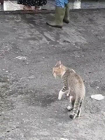 The video shows a cat in an outdoor environment, possibly a fish market. The cat is a tabby, with gray and brown stripes and white paws. It is standing on a wet, gray surface, looking towards the camera. In the background, there are people standing near a table laden with fish. One person is wearing a long, black and white dress, while another is wearing blue jeans and green boots. The fish are laid out neatly on a table covered with a turquoise cloth. The environment appears to be a commercial area with potential for standing water, given the wet ground.