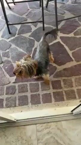 The video shows a small Yorkshire Terrier standing on a stone tile patio next to a white door frame. The dog has a gray and brown coat with a short tail. A person off-screen calls the dog's name "Linde," and the dog responds by walking toward the voice. There are metal chairs and a table visible in the background.