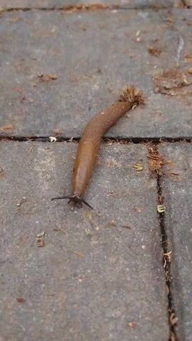 A slug moves across a stone path. The slug is brown and elongated. There are leaves and debris on the path around the slug. The video is zoomed in on the slug and its movement.