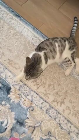 A tabby and white cat lies on its side on a rug, facing left. Its eyes are closed and its head is resting on the rug. The cat's paws are extended forward. The cat then begins to get up and walk away, turning its head to look back at the camera. The cat's tail is striped. The rug has a blue and beige pattern. The floor is made of light brown wood planks. A white piece of furniture is visible in the background.
