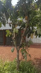 Morning agricultural activity documented in rural Dhundshi, India