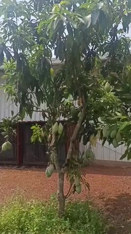 The video opens with a wide shot of a small, heavily laden mango tree. Numerous green, unripe mangoes hang from its branches, some individually and others in clusters. Several mangoes, particularly those higher up, are covered in light-colored, possibly white or yellow, plastic bags, presumably to protect them. The tree's foliage is dense and green.

The ground beneath the tree is a mix of reddish-brown soil and patches of green grass or weeds. In the background, a light-colored corrugated metal wall or fence stretches horizontally, and to the left, a reddish structure, possibly a door or part of a building, is visible.

The camera then slowly zooms in on a cluster of three prominent green mangoes hanging together from a branch. These mangoes appear firm and unripe. The zoom allows for a closer look at their smooth, green skin and the short stems connecting them to the branch. No people are visible in the video. The scene is outdoors, well-lit, and appears to be a calm, sunny day in Dhundshi, India.