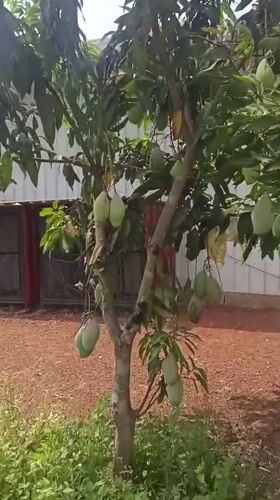 Morning agricultural activity documented in rural Dhundshi, India