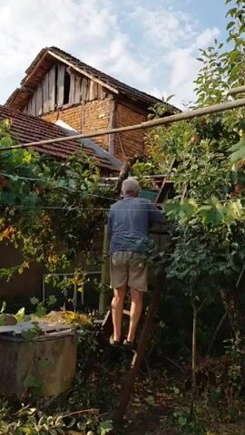 A man wearing a blue t-shirt and khaki shorts is climbing a metal ladder outdoors. He is positioned facing away from the camera and towards a building with a weathered wooden facade and brick walls. The ladder is set up beneath a trellis or structure covered in green vines with red fruit. The man is reaching up with his right hand. The environment appears to be a garden or backyard with lush vegetation surrounding the area. The sky above is partly cloudy.