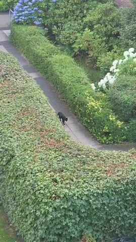 A black cat with white paws walks along a paved path surrounded by dense green foliage. The path curves to the left as the cat walks away from the camera. Lush green hedges form a border on both sides of the path. In the background, there are more trees and bushes, with some flowering plants visible, including blue hydrangeas on the left and white hydrangeas on the right. The scene appears to be an outdoor garden or yard.