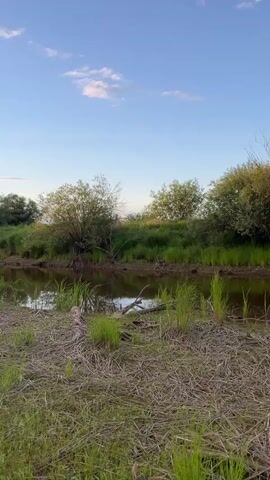A wide shot shows a calm body of water with green foliage and trees on the opposite bank under a blue sky with white clouds. The foreground is dry grass and some fallen branches. The camera pans slowly to the right.