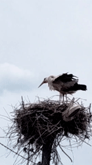 Stork observed standing in large stick nest during overcast day