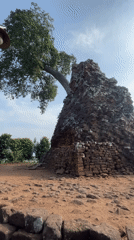 Candi Lor temple ruins, trees reclaiming ancient brick, East Java