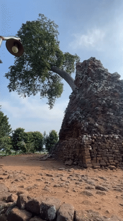 Candi Lor temple ruins, trees reclaiming ancient brick, East Java