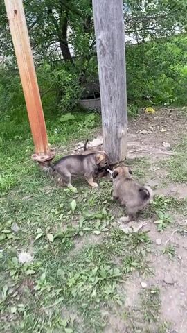 This is a video of three puppies playing outside near a wooden pole and a metal pole. One puppy is sitting in the foreground facing left, while two other puppies are interacting with each other and a stick near the base of the wooden pole. The ground is covered in grass and dirt, and there are trees and some debris in the background. The video is shot from a medium distance, capturing the playful interaction of the puppies.
