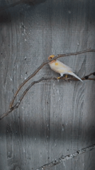 Bird sighting and cloud formations observed in Yerevan afternoon