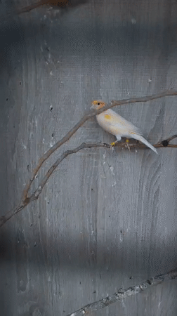 Bird sighting and cloud formations observed in Yerevan afternoon