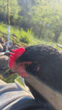 Black chicken photographed in rural Bulgarian mountain setting