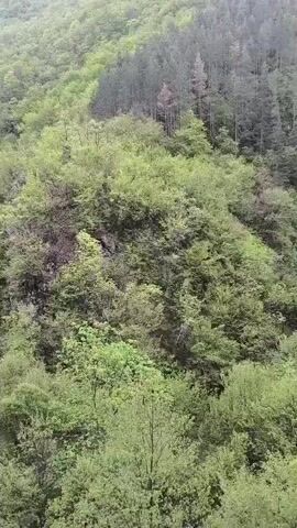 The video shows a lush green mountainside on a cloudy day. The mountain is covered in dense trees, with variations in shade suggesting different types of foliage. The camera appears to be moving slightly, possibly from a passing vehicle or from someone walking. The sky is overcast, creating a soft, diffused light that washes over the landscape.