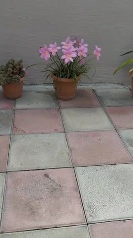 The video shows a potted pink flower with a terracotta pot, placed on a tiled surface. A wall forms the background. To the left, a portion of another potted cactus is visible. The camera slowly zooms in on the flowers.