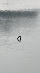 Dark object emerges from lake, cyclist spotted in Da Lat
