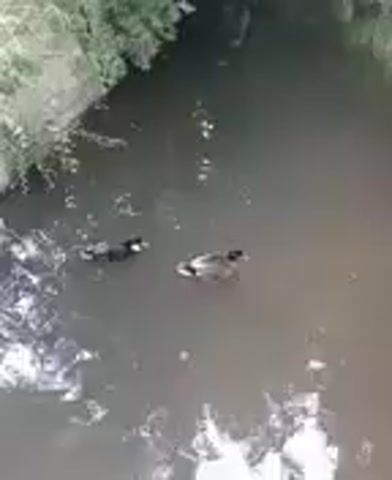 The video shows two ducks swimming in murky water. The ducks are dark in color with white markings. One duck is closer to the camera and appears to be looking towards the left. The other duck is further away and swimming to the right. The water is surrounded by green foliage, suggesting a natural environment such as a pond or stream.