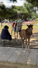 White horse and foal at Da Lat's Xuan Huong Lake