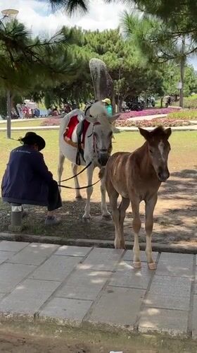 White horse and foal at Da Lat's Xuan Huong Lake