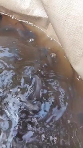 A close-up, overhead shot shows several small dark fish swimming in murky brown water. The water is contained within a coarse-textured, light-colored material, possibly a net or sack, which lines the edges of the frame. Bubbles are visible on the surface of the water, suggesting aeration or disturbance. The fish appear to be actively moving, with some exhibiting darker coloration and others a lighter, almost bluish hue as they move through the water. The lighting is somewhat dim, contributing to the overall dark tones of the scene.
