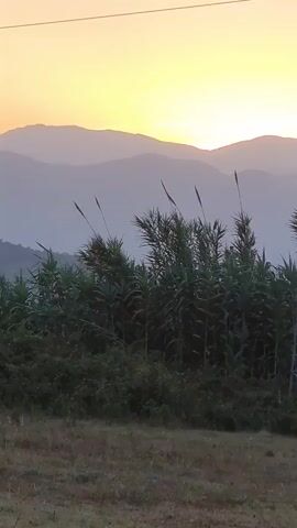 This is a vertical video clip shot in a rural outdoor environment, likely at dawn or dusk. The foreground features dry grass and some scattered green foliage. Behind this, a dense cluster of tall green reeds or similar plants dominates the midground, with their tops swaying gently. In the background, a series of layered, hazy mountains are visible against a sky that is transitioning from a pale yellow at the horizon to a lighter hue higher up. A thin power line runs horizontally across the top of the frame. The overall atmosphere is tranquil and natural.
