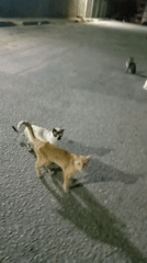 Evening scenes captured in Juan Griego: cats, restaurant, twilight