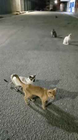 Evening scenes captured in Juan Griego: cats, restaurant, twilight