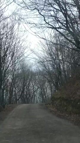 The video shows a slow drive on a narrow, cracked asphalt road winding uphill through a dense forest of bare trees. The sky is overcast and the scene is shrouded in mist. The trees create a canopy over the road, and the surrounding foliage is sparse.