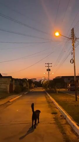 A video shows a black dog walking down an empty street during sunset. The sky is a mix of orange and purple. Streetlights are on and illuminate the road. Utility poles with wires line the street. Houses are visible on either side, partially obscured by trees and fences.