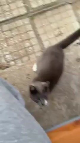 A short, high-angle video shows a grey and white cat interacting with a person. The cat is on a concrete patio with square tiles. The cat initially looks up at the person’s hand, then rolls over onto its back to be petted. The person's hand and arm are visible, wearing a navy blue jacket. The person scratches the cat’s head. The cat then gets up and walks away. The person's leg, clad in grey sweatpants, is also visible.